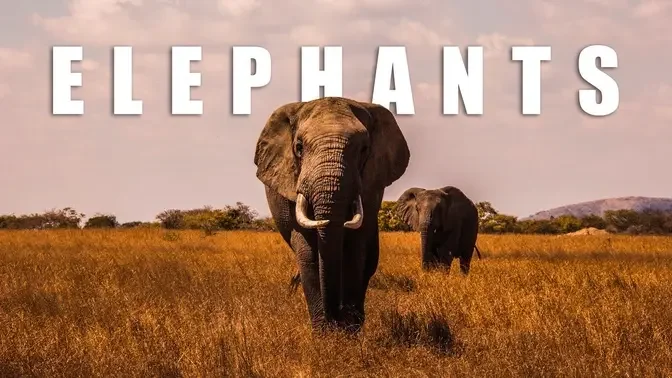 The World's Largest Land Animal: Elephants
