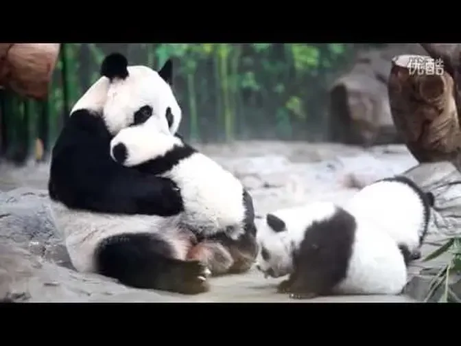 Panda Mom Reunites With Triplet Cubs