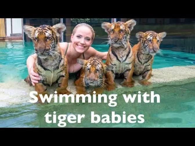 Swimming with four baby tigers | Videos | Moksha Bybee | Gan Jing World ...