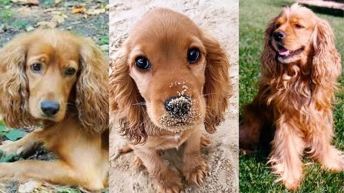 Cocker spaniel | Funny and Cute dog video compilation in 2022.
