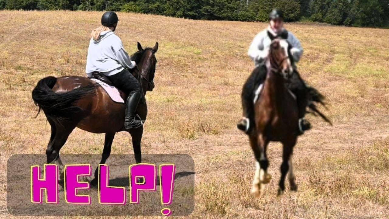 We Need Your Help With The New Horse!
