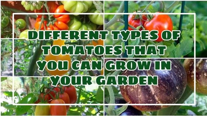 DIFFERENT TYPES OF TOMATOES THAT YOU CAN GROW IN YOUR GARDEN
