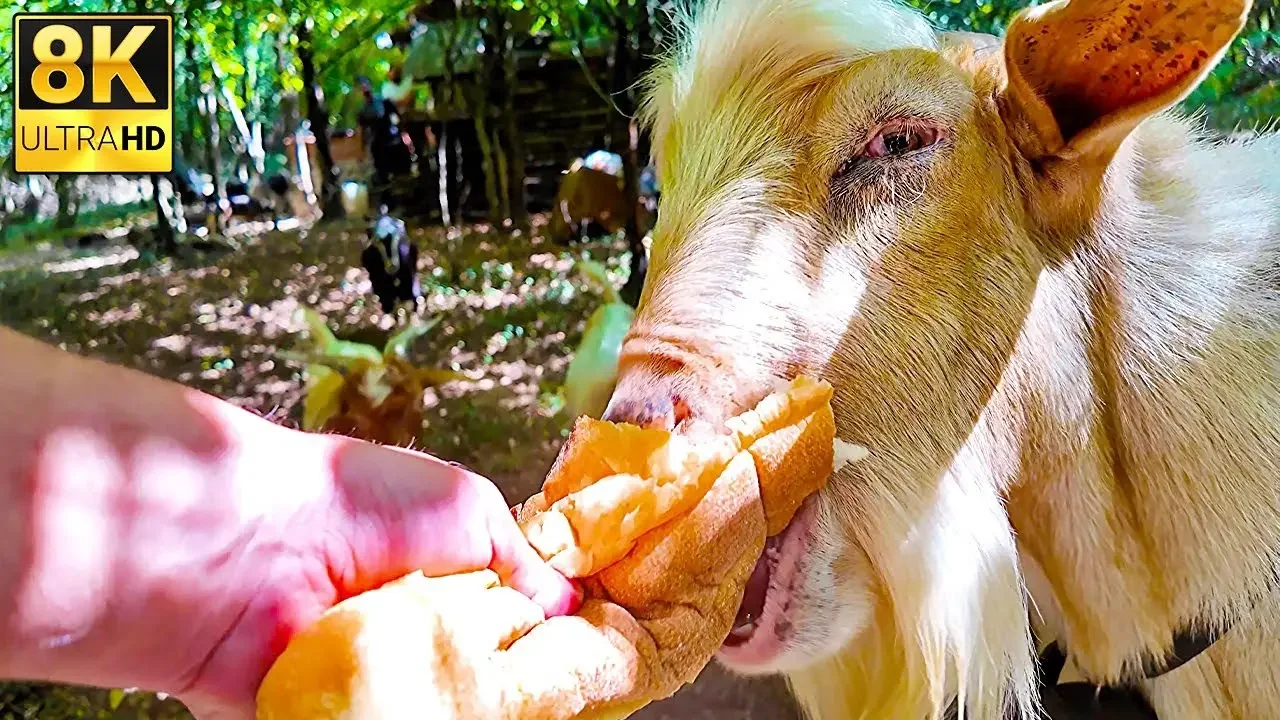 Relaxing Countryside ASMR: Farm Animals, Homegrown Food, and Nature Sounds - 8K | Mr Wild Nature