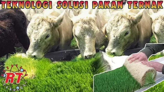 PERTANIAN RUMPUT HIDROPONIK PAKAN TERNAK KAYA VITAMINS | TEKNOLOGI SOLUSI PAKAN TERNAK