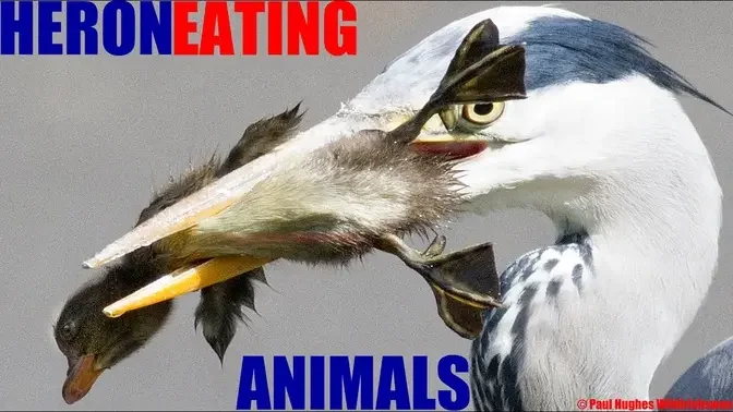 Heron is eating water-based animals with only its large wader birds beak  for hunting and