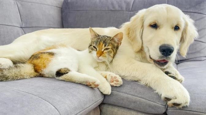 Golden Retriever Puppy Loves Kitten!