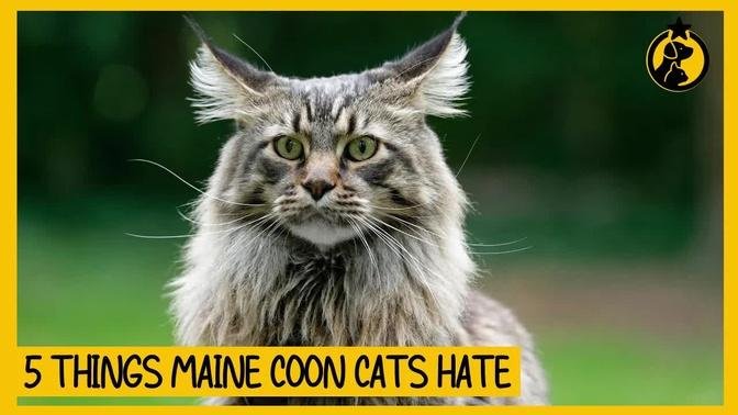 5 Things Maine Coon Cats Hate That You Should Avoid