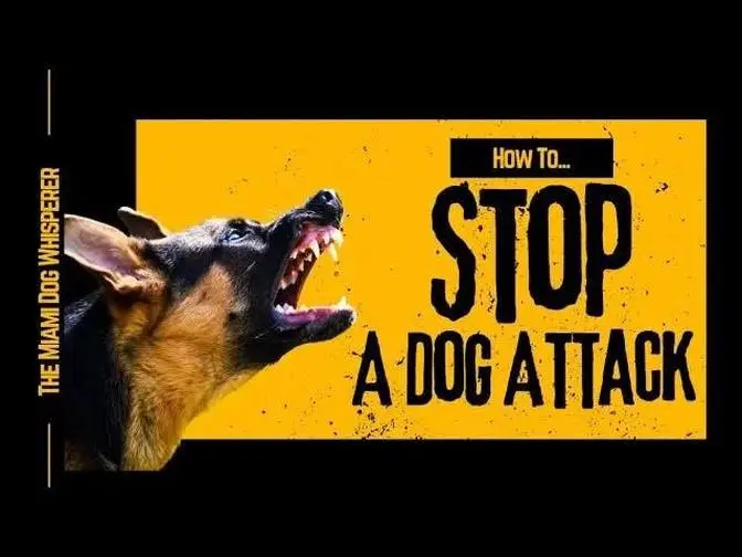 How to stop a dog attack