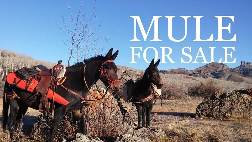 Mule For Sale