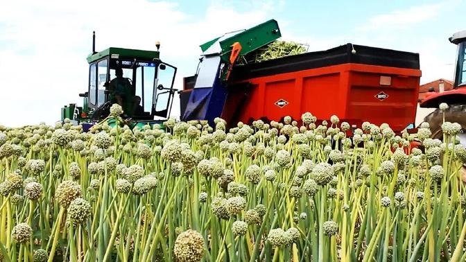 Modern Agriculture Harvest Technology - Onion Seed, Green onion, Tomato Harvesting Machine 2021