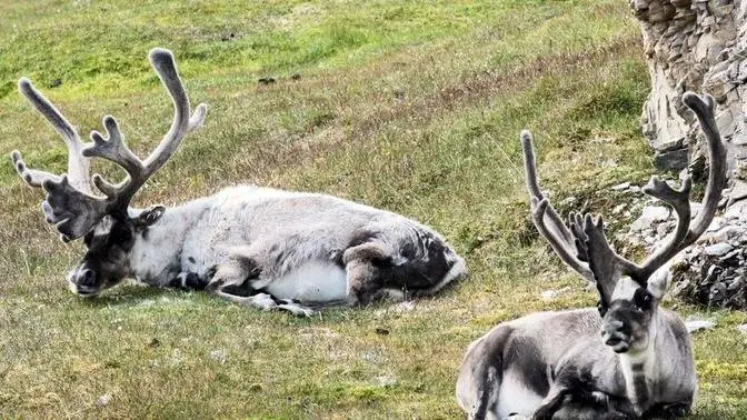 Post-Flight Feast: Study Suggests Reindeer Vision Evolved to Spot Favorite Food