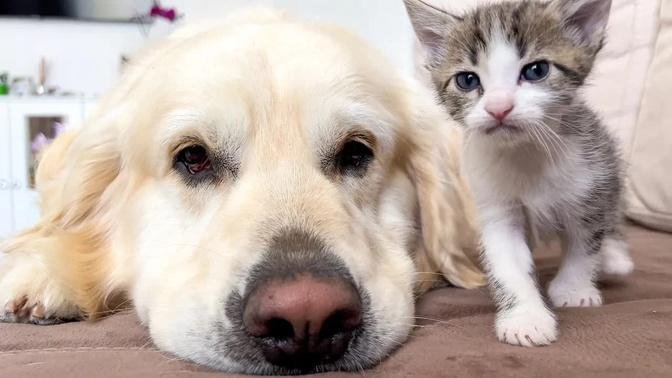 Adorable Golden Retriever and Funny Tiny Kittens