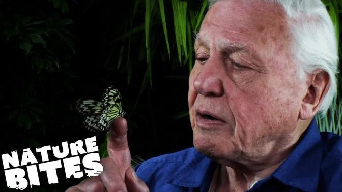 David Attenborough: Butterfly's "Extraordinary Metamorphosis" | Micro Monsters | Nature Bites