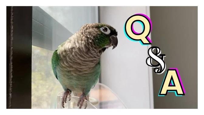 Q&A | Answering Your Questions about My Birds!