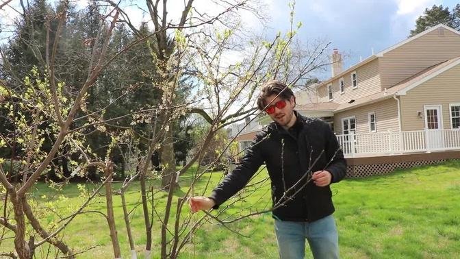 Training Young Fruit Trees - A MUST Every Spring