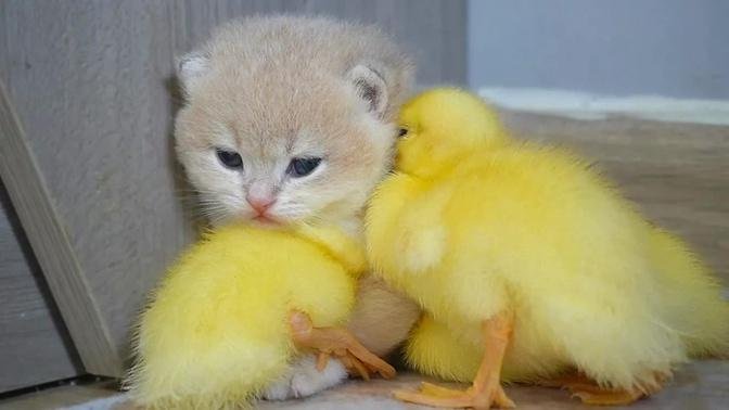 Ducklings always hang on to the baby kitten Shan. Daily life of ducklings and baby kittens