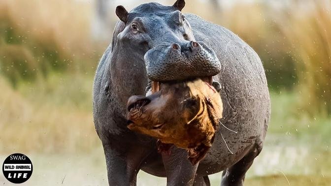 Horrible ! Rage Of Hippo Crushes Lion's Head, Can Lion Escape Death? | Wild Animals