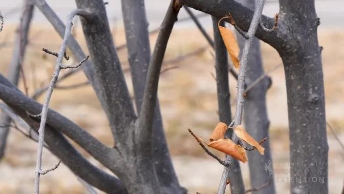 Pruning Trees in Winter | From the Ground Up