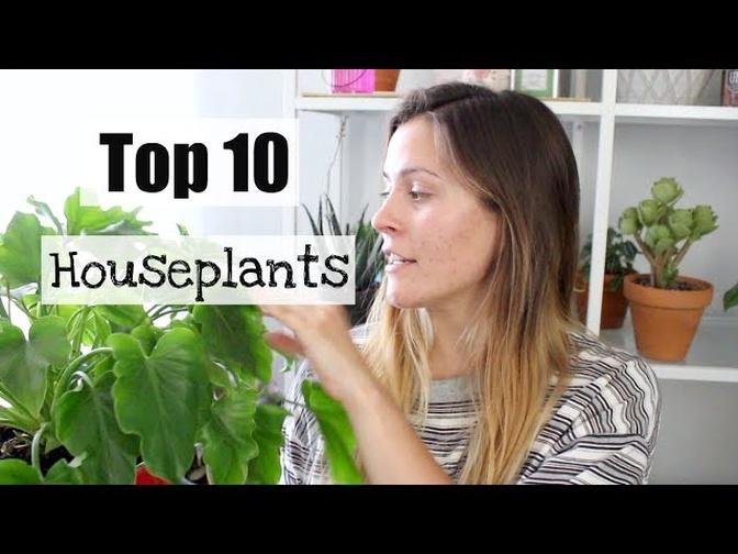 Top 10 Houseplants Summer 2018