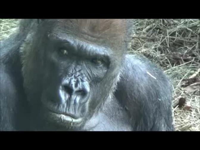 Silverback Gorillas show Human-like expressions and behaviors - Largest living Primate