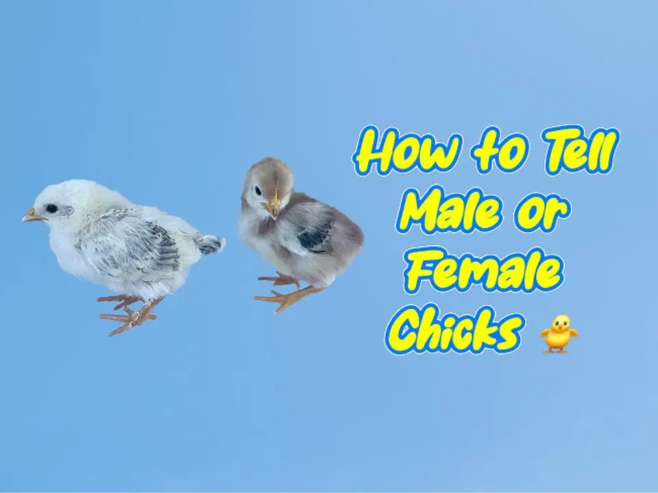 Dos pollitos en el suelo, ¿cómo puedes distinguir si es macho o hembra?El adorable momento en que los gemelos alimentan a los