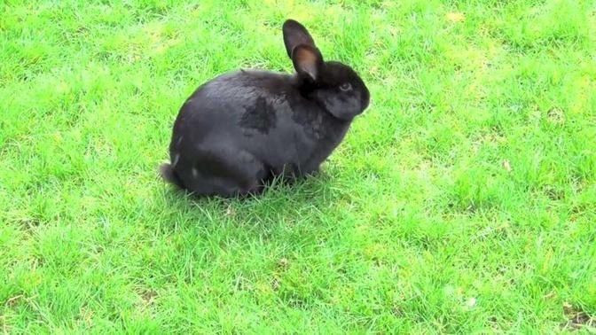 Black Bunny Rabbit  Walking Outside