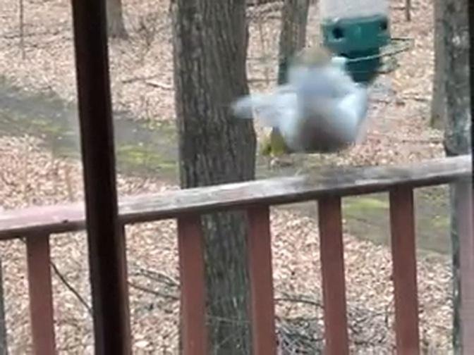Hilarious moment squirrel is caught spinning from bird feeder