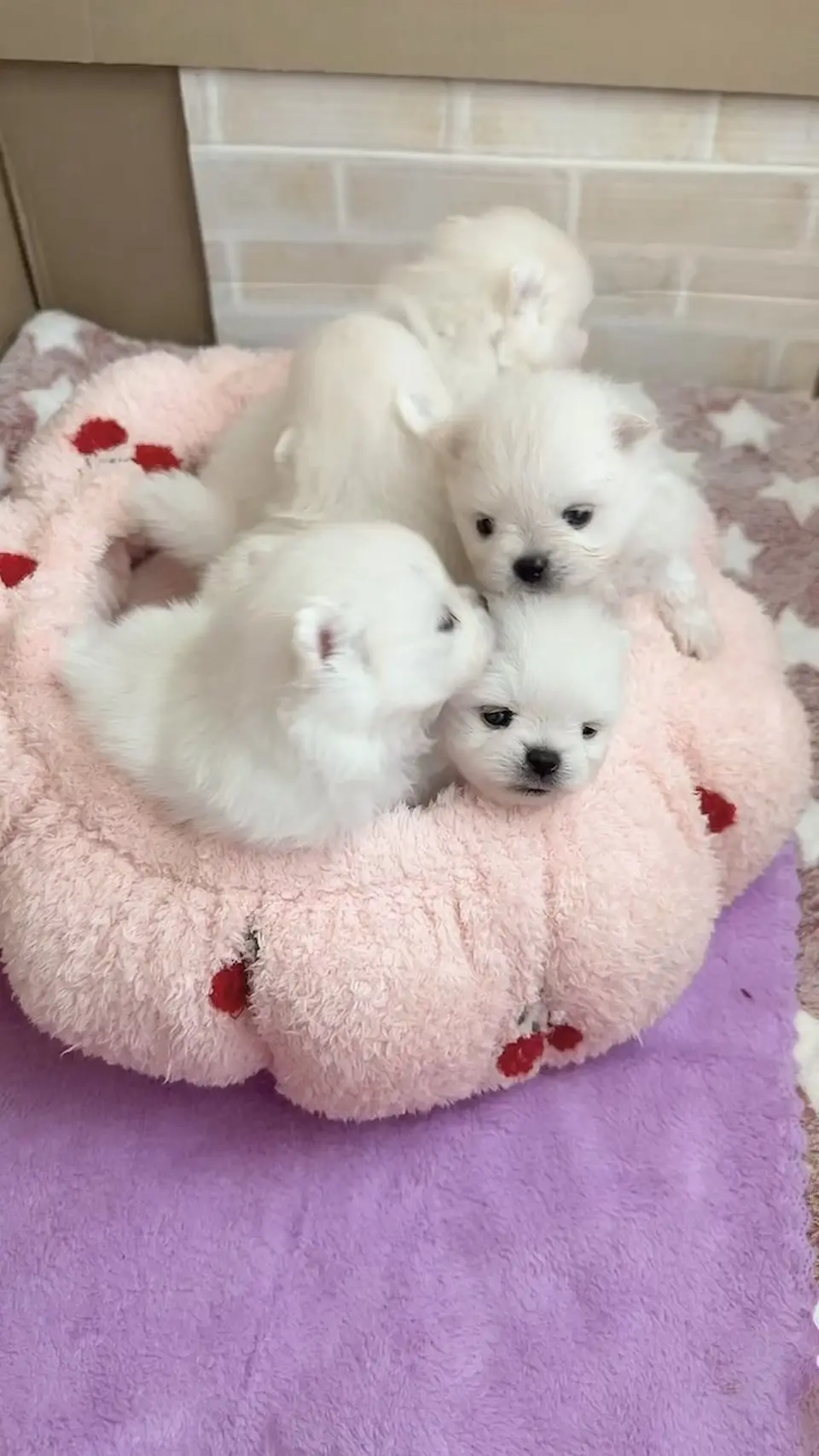Cute 😍💕 #cute #pomeranian #GJWPets