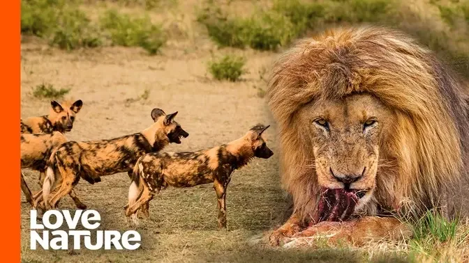 do lions eat wild dogs