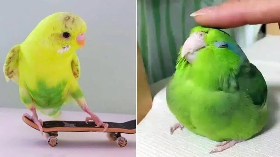 Smart And Funny Parrots Parrot Talking Videos Compilation (2024) - Cute Birds #49