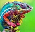 The World of E-xotic Pets