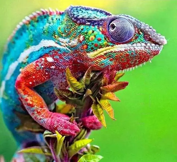 The World of E-xotic Pets