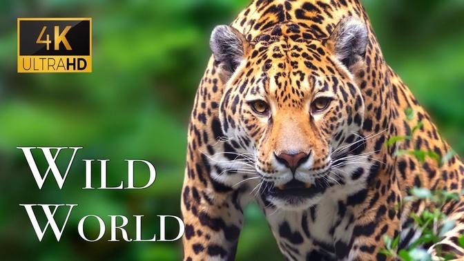 Wild World In 4K - Sunning Sounds Of Natural World | Scenic Relaxation Film