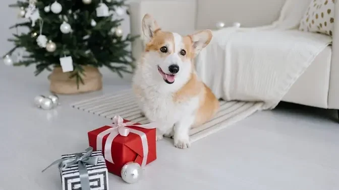 Why Corgi Dogs are Expensive - Cute Corgi Dog Video - Queen Elizabeth Corgi Dogs - Corgi Puppies.