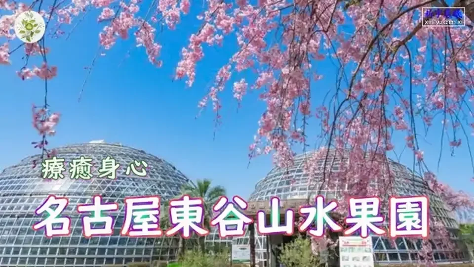 療愈身心——日本名古屋東谷山水果園（Togokusan Fruits Park in Nagoya Japan）#城市印象 #旅游 #FallFoliage #新宇晨曦