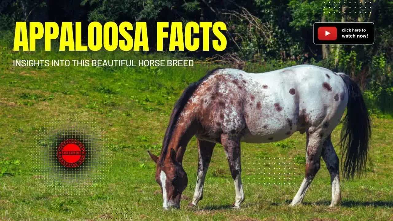 Appaloosa Facts: Insights into this Beautiful Horse Breed
