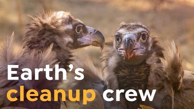 Why We Should Save the Vultures hư