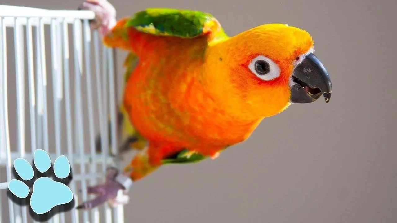 17 Funny Talking Birds! | Hilarious Pet Compilation