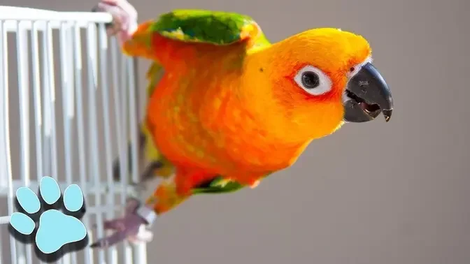 17 Funny Talking Birds! | Hilarious Pet Compilation