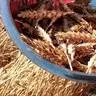 Agricultural cultivation