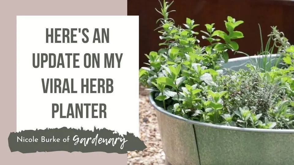 Here's an Update on My Viral Herb Planter