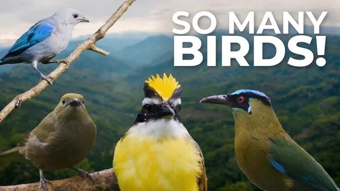 Birds of the Colombian Coffee Region | Cheep!