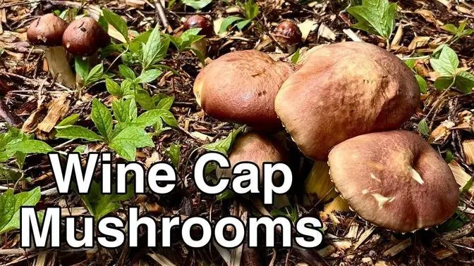 How to Grow Wine Cap Mushrooms