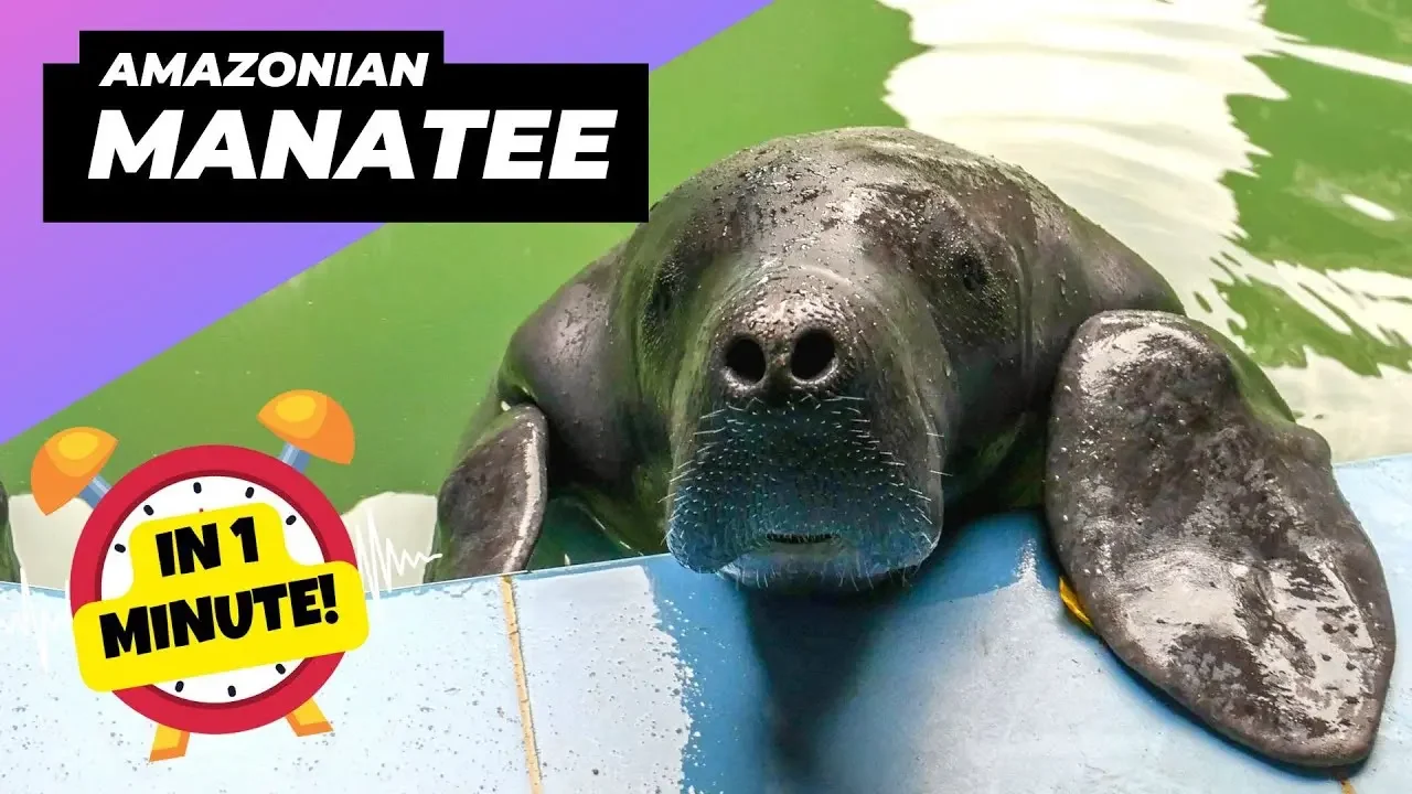 Amazonian Manatee - In 1 Minute! 🌊 Friendliest Giants Of The Amazon ...