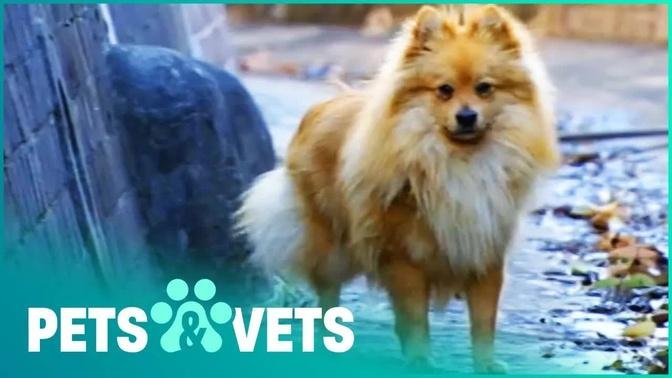 Escaped Pomeranian Lost In A Flooding Canal | Animal Rescue | Pets & Vets