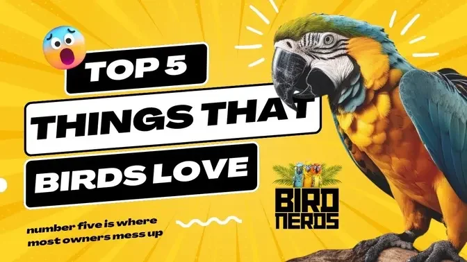 Top 5 Favorites of Pet Birds: Uncover Their Joyful Secrets!