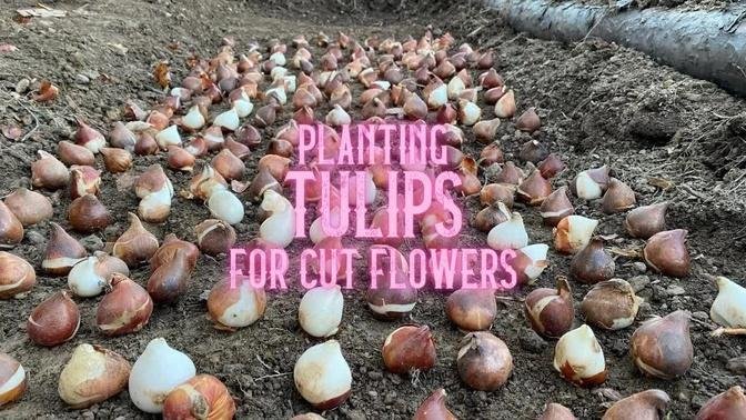 Planting Tulips for Cut Flowers | The Flower Farmer Way