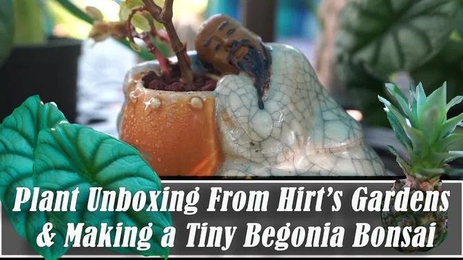 Plant Unboxing From Hirt's & Making a Begonia Bonsai
