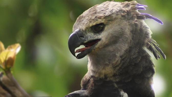 Wildlife Paradise in Panama's Darién Rainforest | Harpy Eagle & More!