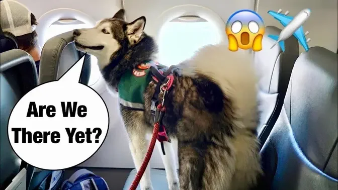 Taking Meeka The Talking Husky On An Airplane! #huskyvideo #dog #GJWPets